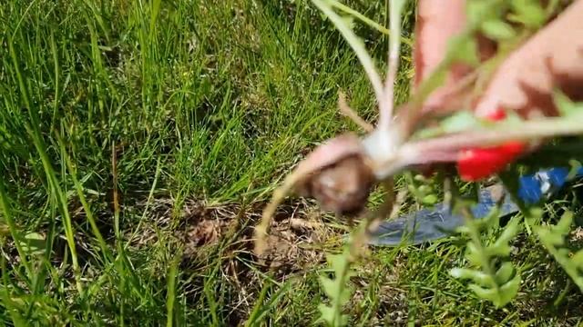 Как избавиться от одуванчиков на газоне без гербицыдов и химии!!! Просто и эффективно. смотреть онлайн