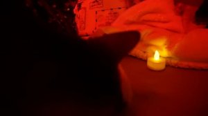 НОЧЬ В ЗВЕРОЛАГЕРЕ ИЗ КАРТОНА! ВЫЗВАЛИ ДУХ САНТЫ