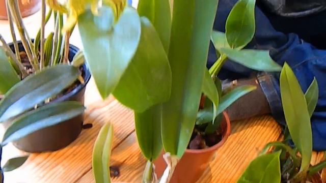 Orchids From Poland - Orchid Garden Unboxing