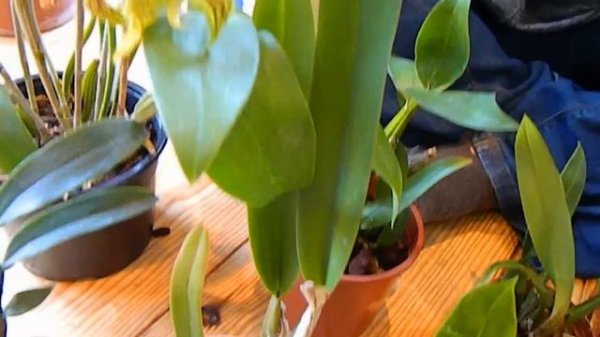 Orchids From Poland - Orchid Garden unboxing