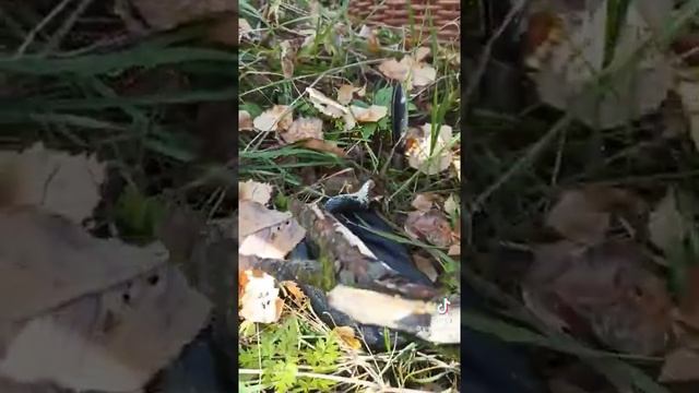 Змея притворяется мёртвым в лесу смотреть онлайн