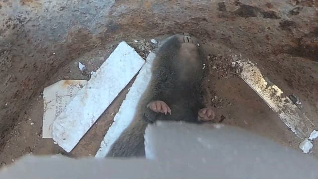 Как мы поймали крота! - Какие бывают кроты! Крот слепыш