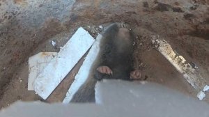 Как мы поймали крота! - Какие бывают кроты! Крот слепыш