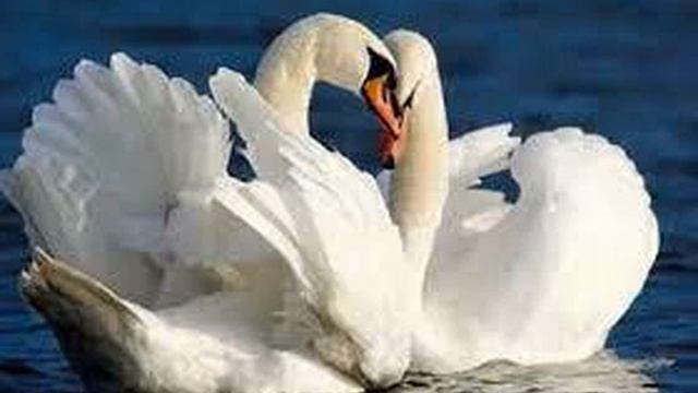 СЕРГЕЙ ЕСЕНИН " РУКИ МИЛОЙ - ПАРА ЛЕБЕДЕЙ " смотреть онлайн