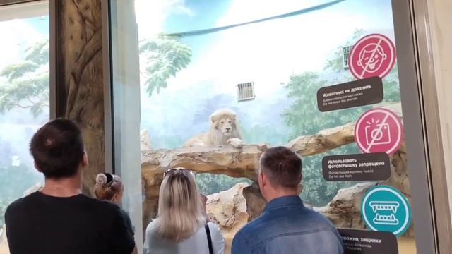 Криксу и Касперу сегодня День Рождения!! Девять лет.. #тайган #lion #animals #казань смотреть онлайн