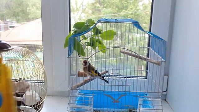 Чем кормить щегла. смотреть онлайн