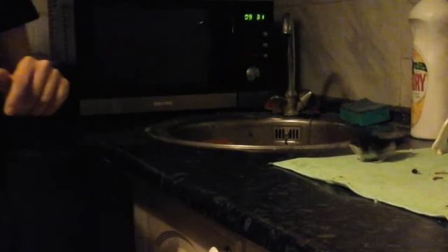 "Дрессура" ласточки! (Delichon urbicum) смотреть онлайн