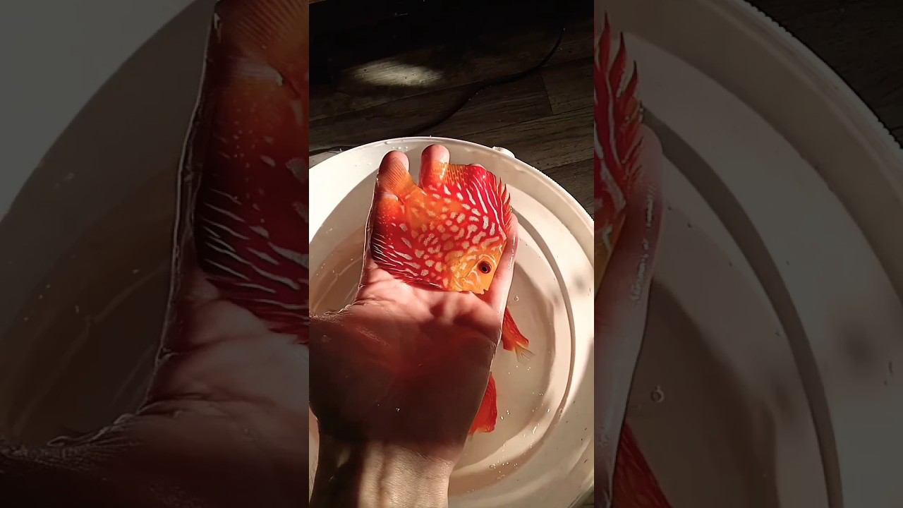 Лучшие из худших в добрые руки #аквариумныерыбки #discus #дискусы #aquarium #аквариум смотреть онлайн