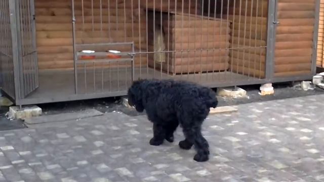 Черный терьер - Босс. Заход в вольер смотреть онлайн