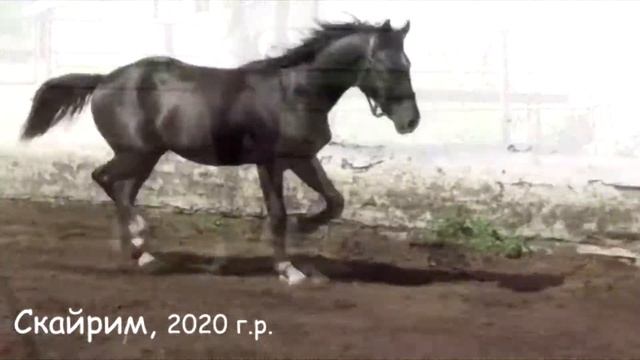 ПРОДАЖА. Орловский рысак. СКАЙРИМ, жеребец, 2020 г.р. смотреть онлайн
