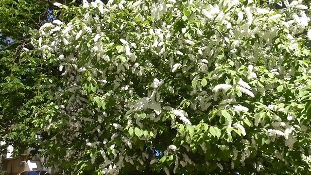 Мариуполь без прикрас.Весенние радости! смотреть онлайн