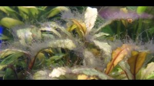 Водоросль Компсопогон или «Олений рог»