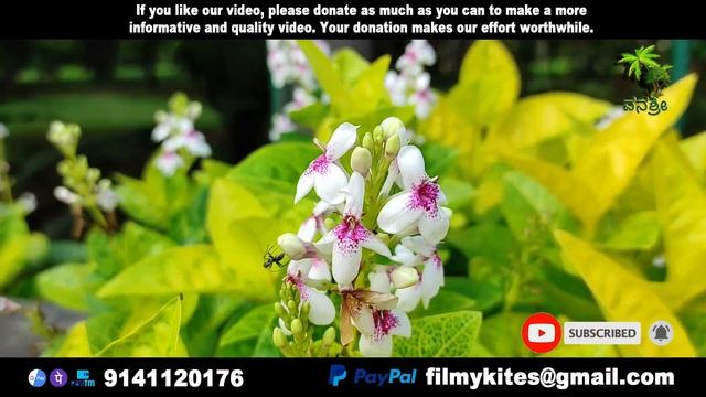 Flowers | 211 | Pseuderanthemum maculatum | Golden Pseuderanthemum | flowers world смотреть онлайн