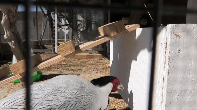 Ишачок. Птица говорун отличается умом и сообразительностью! Talking bird is smart and quick-witted! смотреть онлайн