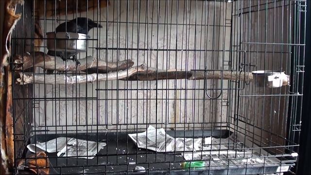 Что делает ворона Капля, когда никого нет дома? смотреть онлайн