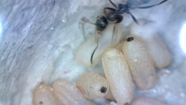 Formica cinerea #3 ''cocoon'' смотреть онлайн