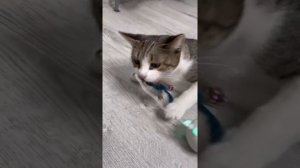 РАСПАКОВКА АДВЕНТ-КАЛЕНДАРЯ С МЯТОЙ??