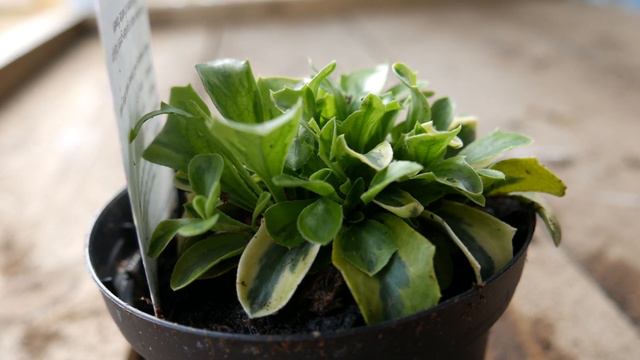 Arabis 'Ferdinandi Coburgi Old Gold' - Secret Gardening Club смотреть онлайн