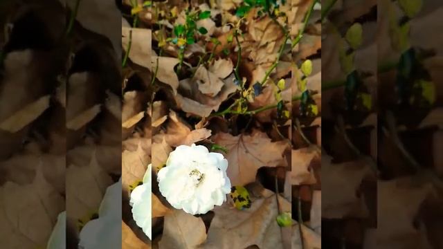Я видела осень, она целовалась с дождем... смотреть онлайн