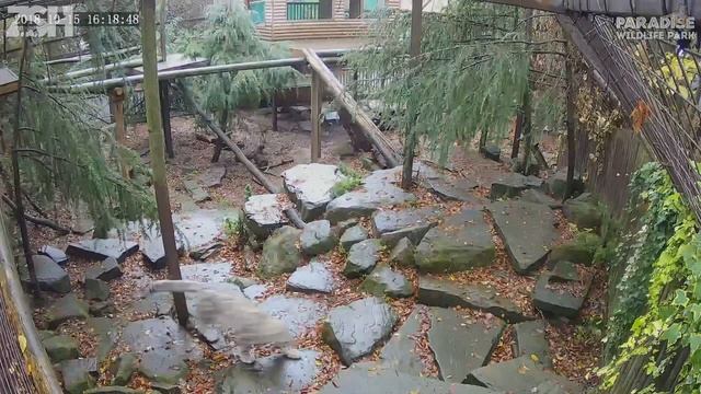 This Is What Snow Leopards Get Up To When We're Not Around To See смотреть онлайн