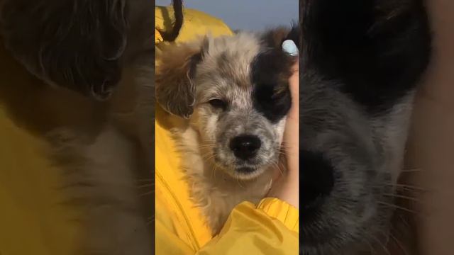 Многие люди спрашивают, как я могу трогать и обнимать грязных бездомных животных🤯ЧТО С ВАМИ НЕ ТАК смотреть онлайн