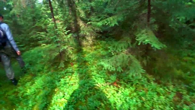 ТОЛСТЫЕ БЕЛЫЕ ГРИБЫ В ЕЛЬНИКЕ! КРАСАВЦЫ-ПОДОСИНОВИКИ! ГРИБНАЯ ВОЛНА пришла к нам! ГРИБЫ в ИЮЛЕ 202 смотреть онлайн