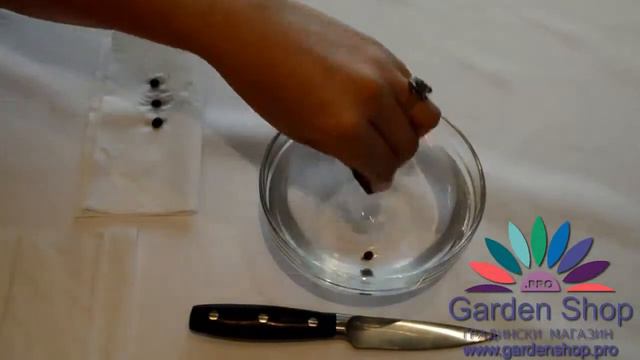 Come Piantare Strelitzia Reginae Dalle Sementi