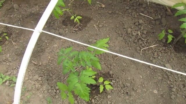 Обработка растений. Эпин Экстра. смотреть онлайн