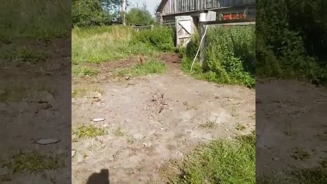 Русский заповедник-Жарки смотреть онлайн