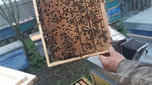 Вывод маток и формирование пчелопакетов от Карелова ПФ полная