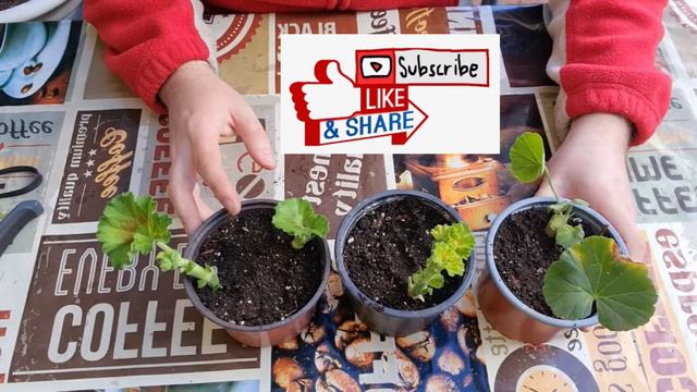 Cómo MULTIPLICAR tus plantas GRATIS. ➕➕➕ Aprende a hacer ESQUEJES TIERNOS. 🌱 SUPER FÁCIL. 😊 смотреть онлайн