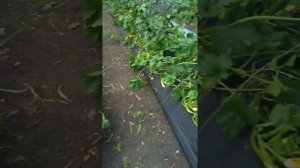 Обрезка нижних листьев на кабачке,что из этого получится.