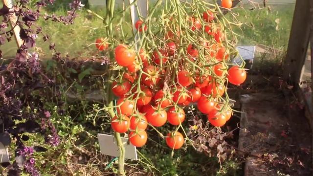 Сорт -"РОЗОВЫЙ КВАРЦ МУЛЬТИФЛОРА. Томаты от Фёдора. смотреть онлайн
