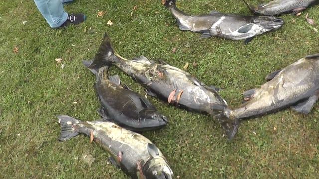 Настоящая рыбалка и настоящие рыбаки смотреть онлайн