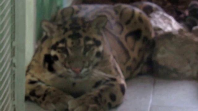 Дымчатый леопард 04.01.17 смотреть онлайн