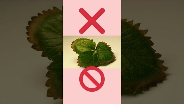 Урок 22. Учимся выбирать качественную рассаду клубники (садовой земляники). На что обратить внимани смотреть онлайн
