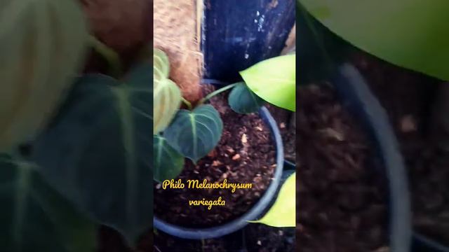 Philodendron Melanochrysum variegata. смотреть онлайн