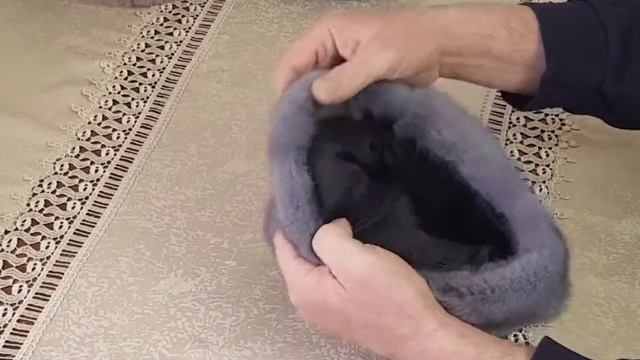 Шапка из норки "Аэлита" смотреть онлайн