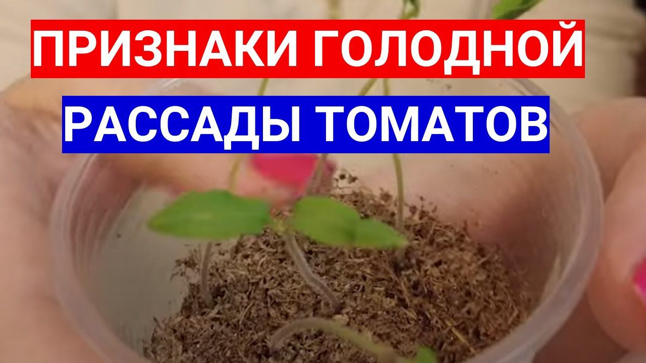 РАССАДА ТОМАТОВ ПЛОХО РАСТЕТ - ЗАМОРИЛИ ГОЛОДОМ! ЧЕМ ПОДКОРМИТЬ ЧАХЛУЮ РАССАДУ.