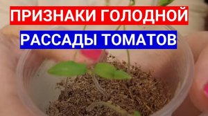 РАССАДА ТОМАТОВ ПЛОХО РАСТЕТ - ЗАМОРИЛИ ГОЛОДОМ! ЧЕМ ПОДКОРМИТЬ ЧАХЛУЮ РАССАДУ.