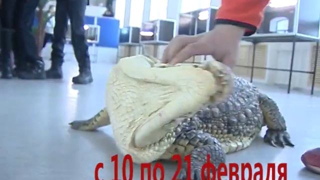 Зоопарк в ТЦ Маяк смотреть онлайн