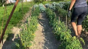 Какие ПОРОДЫ КУР брать для скрещивания