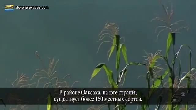 42º АЛЬЦИОН ПЛЕЯДЫ Новости 2015 Заговоры, НЛО, Стихийные бедствия, Странные феномены смотреть онлайн