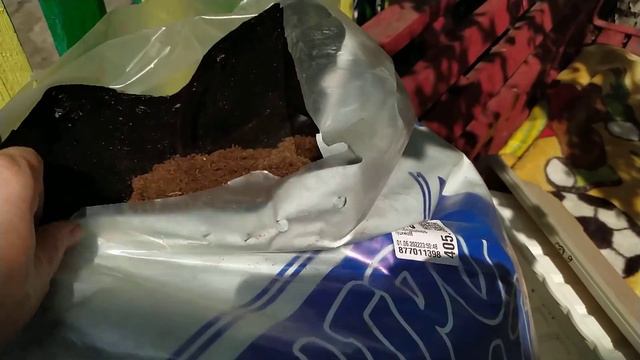 Пересаживаю клубневую бегонию. смотреть онлайн