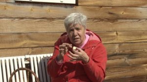 Голова садовая - Лук-севок. Подготовка к посадке