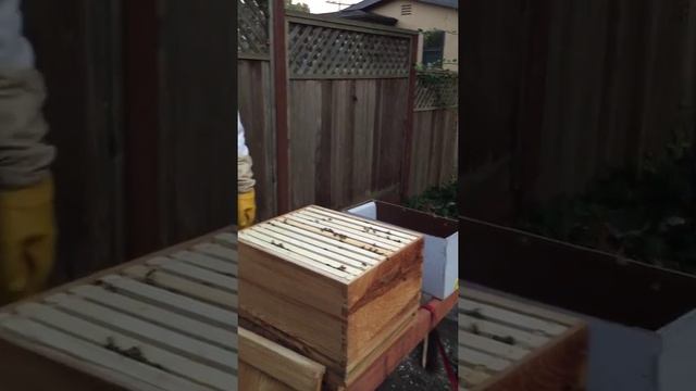 Bee Nuc delivery 2015, featuring Bob the Bee Man смотреть онлайн