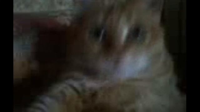 У кошки четыре ноги