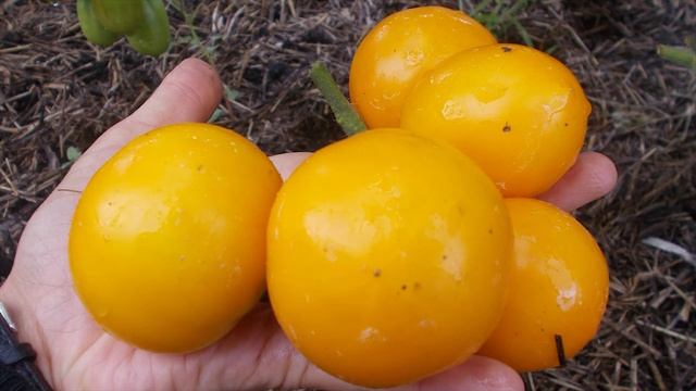 Томат сорт "Dulcia" смотреть онлайн