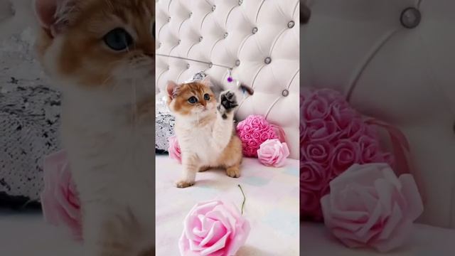 Маленький британский золотой котёнок британской смотреть онлайн