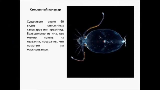 Таинственные морские животные! смотреть онлайн